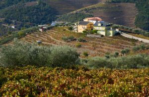 vineyard, farmhouse, Douro Valley, Portugal vineyard, farmhouse, Douro Valley, Portugal